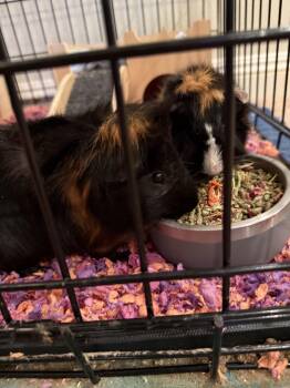 Rescue Abyssinian Guinea Pigs for Adoption in Irvine, California - The Boys | PetCurious